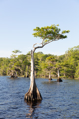 Fototapeta na wymiar Cypress trees at Blue Cypress Lake in western Indian River County, Florida.