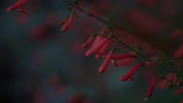 Close up of red firecracker penstemon flowers found on a trail in the Grand Canyon in Arizona, USA
