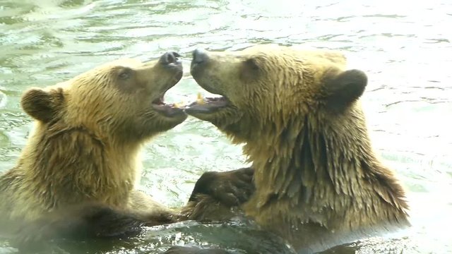 Bear love. Kisses are cubs. Mating season of brown bears. Cubs in the water wildlife slow motion