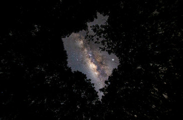 Milky-way and trees