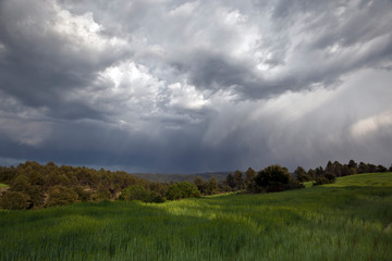 Storm in a meadow