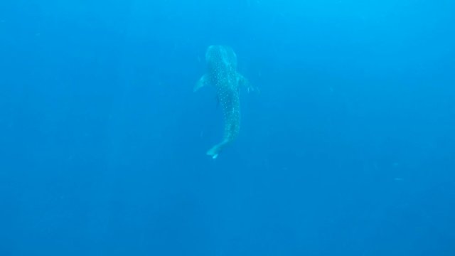 Elegant whale shark swimming slowly in the blue sea