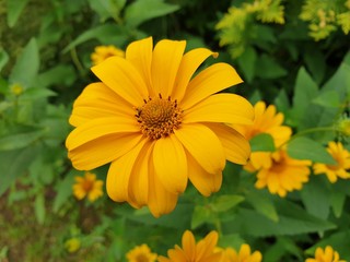 Yellow Flower