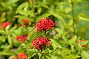 Obraz premium Colorful flowers in the garden