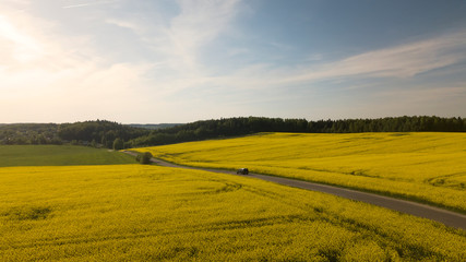 Yellow large rapeseed fields top view