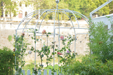 Some roses in a greenhouse