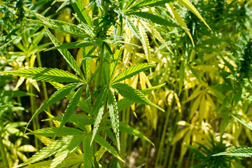 canabis on marijuana field ganja farm sativa leaf weed medical hemp hash plantation cannabis legal...