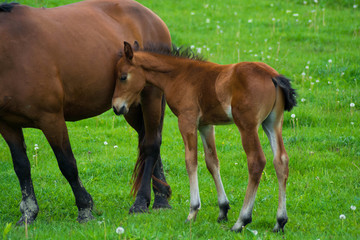 Fototapeta premium Little horse with his mother, love mother son. The cute baby pony confidently turns to its mommy. Horses Love Forever.