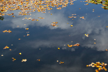 Water abstract background. Autumn fallen leaves on the water. , Yellow and blu colour . Autumn.For add text . Abstract background photo. Closeup.