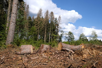 Abgeholztes Waldstück mit vertrockneten Fichten im Westerwald im August 2019 - Stockfoto