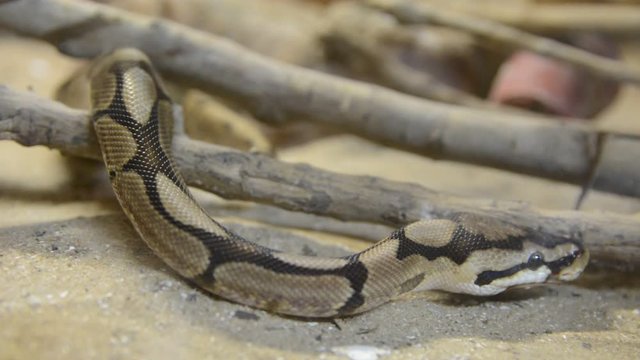 Close up python mooving in terrarium