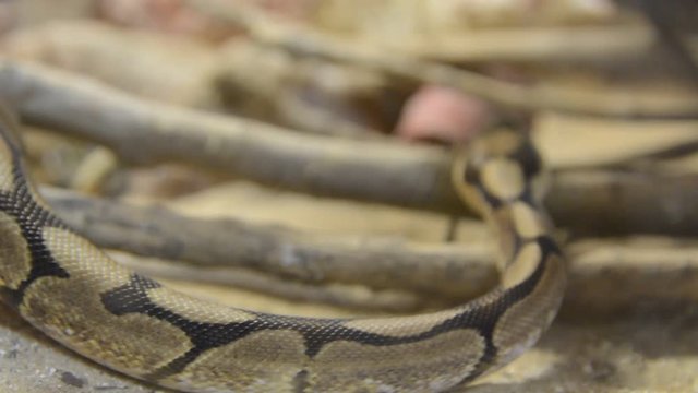 Close up python mooving in terrarium