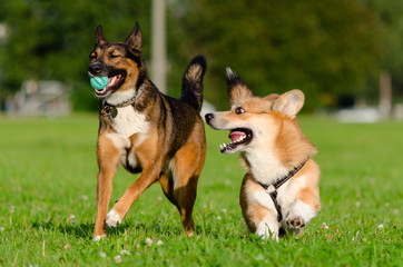 Young energetic welsh corgi pembroke is playing with half-breed dog. Corgi with a long tail. How to protect your dogs from overheating. Dogs are getting thirsty.