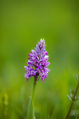 close up of a broad-leaved marsh orchid