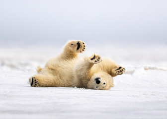 Polar Bear cleaning his coat in Kaktovik Alaska - obrazy, fototapety, plakaty
