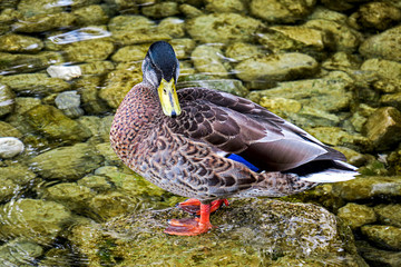 male mallard standing in the water on a  rock facing the camera