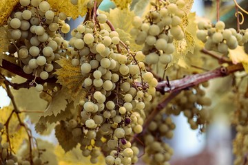 reifende grüne Trauben am Weinstock