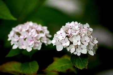 two white light pink blossoms of a hydrangea flower
