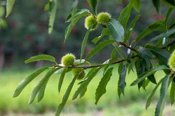 Tree Spanish chestnut  (Castanea sativa) 