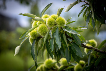 Tree Spanish chestnut  (Castanea sativa) 