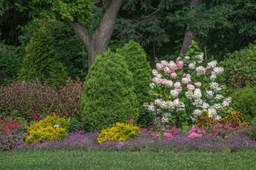 Woodland perennial flower garden with pink and white hydrangea, arborvitae, coleus, dianthus, and other plants with grass lawn in front