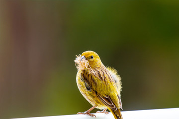 Yellow bird with feathers looking at camera