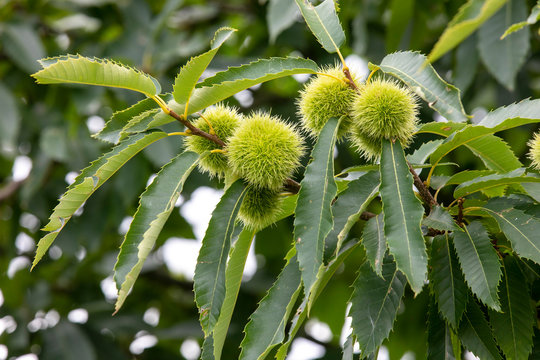 Tree Spanish chestnut  (Castanea sativa) 