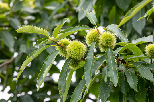 Tree Spanish chestnut  (Castanea sativa) 