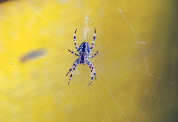 Large spider cross-stitch (Araneus), photographed close-up
