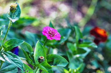 Obraz na płótnie Canvas Bright pink zinnia flower, photographed closeup