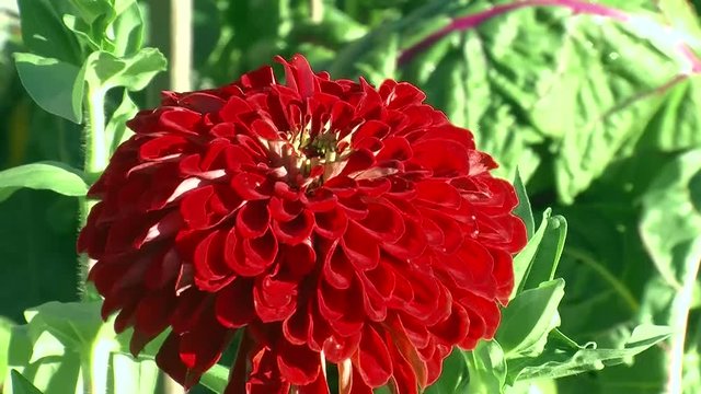 Eine rote Zinnienbl&uuml;te schaukelt im Wind
