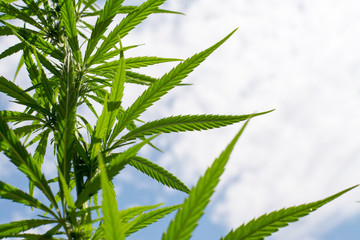 canabis on marijuana field ganja farm sativa leaf weed medical hemp hash plantation cannabis legal...