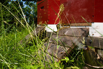 close-up of the entrance of red beehives in green surrounding
