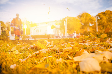 Leaf blower Male worker removes leaves lawn of garden autumn