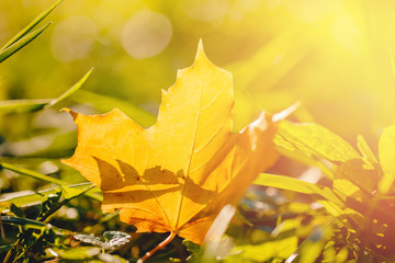 Beautiful natural background, autumn yellow leaf lies on green grass. Garden cleaning concept