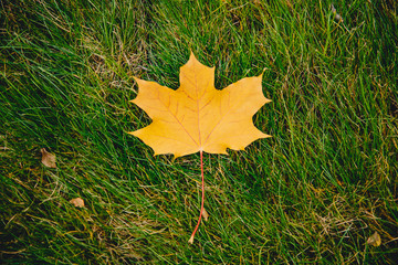 Beautiful natural background, autumn yellow leaf lies on green grass. Garden cleaning concept