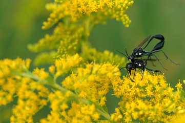 Eremnophila aureonotata