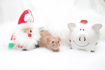 Fototapeta na wymiar decorative cute brown rat and piggy bank pig around with a Christmas decor and Santa Claus. The rat is a symbol Of the new year 2020 and the pig symbol of the old year 2019
