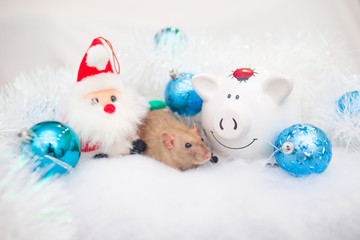 decorative cute brown rat and piggy bank pig around with a Christmas decor and Santa Claus. The rat is a symbol Of the new year 2020 and the pig symbol of the old year 2019