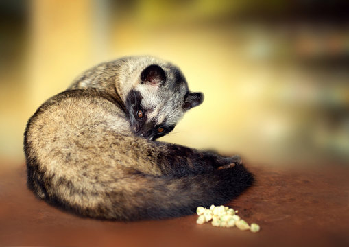 Asian Palm Civet - The animal used for the production of expensive coffee Kopi Luwak