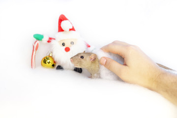 decorative cute brown rat around with a Christmas decor and Santa Claus. The rat is a symbol Of the new year 2020