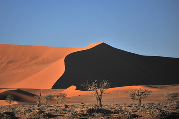 Fototapeta na wymiar Dead trees in the Namib desert.