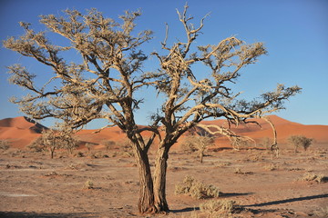 Red sand dunes in the Namib desert.