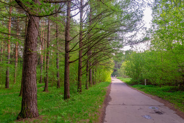 Fototapeta na wymiar Asphalt road for walks in the park going between rowed trees
