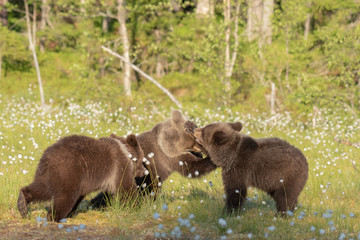 Three young Brown bears playing in the middle of the cotton grass on a Finnish bog