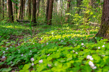 Forest glade with delicate white and pink flowers of Oxalis oregana (redwood sorrel, Oregon oxalis) next to green leaves.