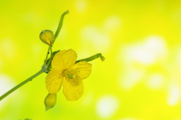 꽃. 야생화. 봄.