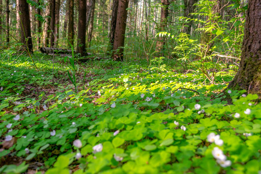 Forest glade with delicate white and pink flowers of Oxalis oregana (redwood sorrel, Oregon oxalis) next to green leaves.