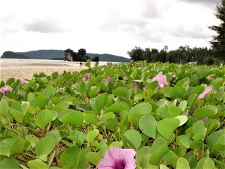 flowers on the border beach