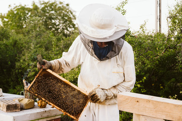 Experienced senior beekeeper working in apiary